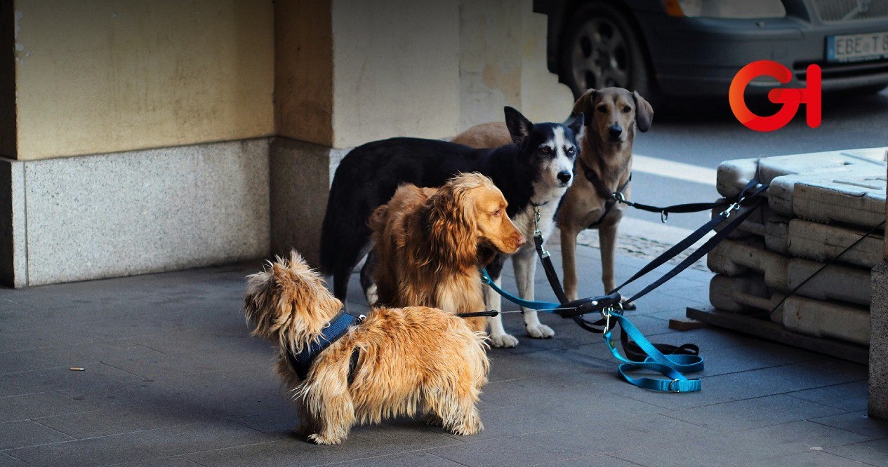 Perros