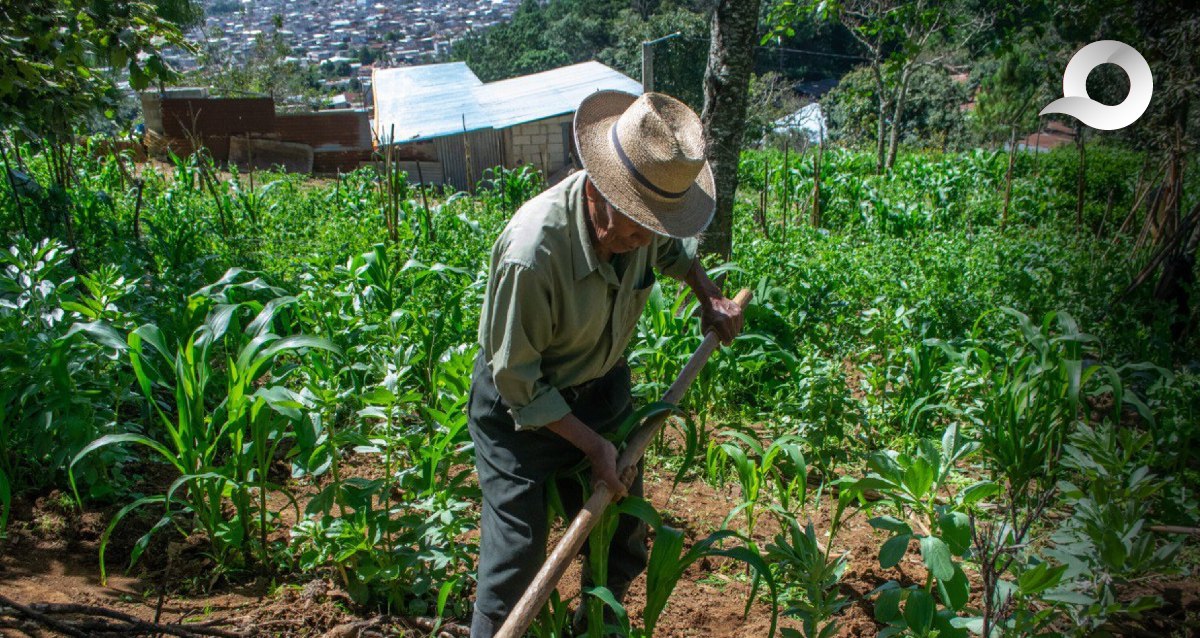 siembra Tlaxcala